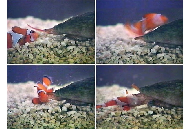 A cone snail releases a conotoxin to paralyze a fish before attacking it